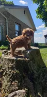 Handsome, a male Cavapoo for sale in Sugarcreek, OH – 8 of 10