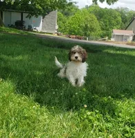 Daisy, a female Cavapoo for sale in Sugarcreek, OH – 4 of 5