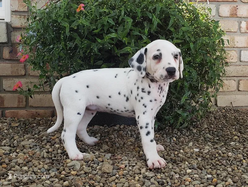 Sweetie – Dalmatian puppy for sale in Sugarcreek, OH
