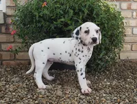 Sweetie, a female Dalmatian for sale in Sugarcreek, OH – 1 of 4