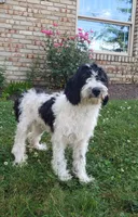 Marley, a male Cavapoo for sale in Sugarcreek, OH – 2 of 3