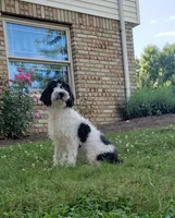 Marley, a male Cavapoo for sale in Sugarcreek, OH – 3 of 3