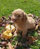 KitKat, a female Cavapoo for sale in Sugarcreek, OH – 1 of 6
