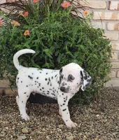 Sam, a male Dalmatian for sale in Sugarcreek, OH – 6 of 6