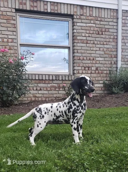 Spot AKC – Dalmatian puppy for sale in Sugarcreek, OH