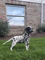 Spot AKC, a female Dalmatian for sale in Sugarcreek, OH – 1 of 9