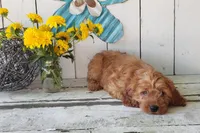 Levi, a male Cavapoo for sale in Sugarcreek, OH – 3 of 6