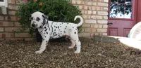 Sam, a male Dalmatian for sale in Sugarcreek, OH – 5 of 6