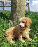 Kirby, a male Cavapoo for sale in Sugarcreek, OH – Photo 5 of 9