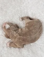 Kirby, a male Cavapoo for sale in Sugarcreek, OH – Photo 3 of 5