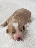 Kirby, a male Cavapoo for sale in Sugarcreek, OH – Photo 1 of 5