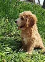 Kirby, a male Cavapoo for sale in Sugarcreek, OH – Photo 4 of 9