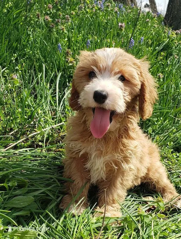 Kirby – Cavapoo puppy for sale in Sugarcreek, OH