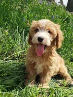 Kirby, a male Cavapoo for sale in Sugarcreek, OH – Photo 1 of 9