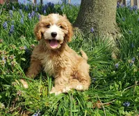 Kirby, a male Cavapoo for sale in Sugarcreek, OH – Photo 2 of 9
