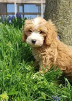 Kirby, a male Cavapoo for sale in Sugarcreek, OH – Photo 8 of 9