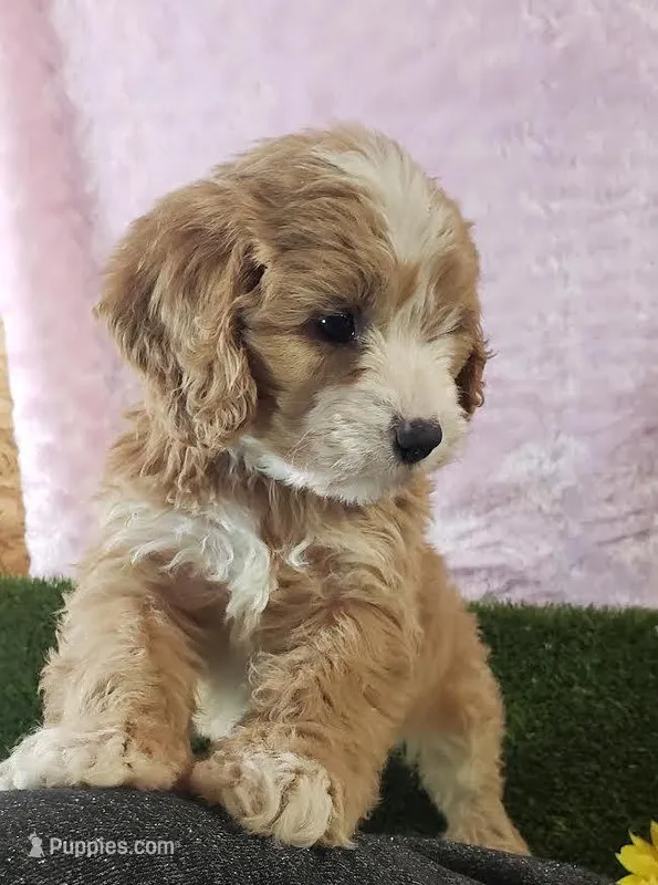 Kirby – Cavapoo puppy for sale in Sugarcreek, OH