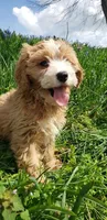 Kirby, a male Cavapoo for sale in Sugarcreek, OH – Photo 6 of 9