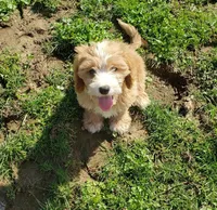 Kirby, a male Cavapoo for sale in Sugarcreek, OH – Photo 3 of 9