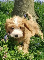 Kirby, a male Cavapoo for sale in Sugarcreek, OH – Photo 7 of 9