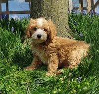 Kirby, a male Cavapoo for sale in Sugarcreek, OH – Photo 9 of 9