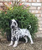 Spot, a female Dalmatian for sale in Sugarcreek, OH – 3 of 4
