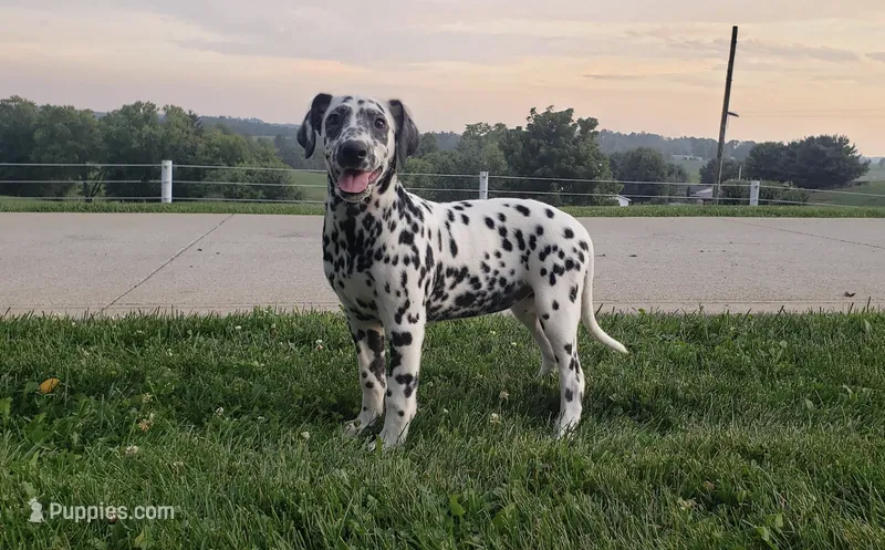 Sadie – Dalmatian puppy for sale in Sugarcreek, OH