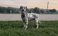 Sadie, a female Dalmatian for sale in Sugarcreek, OH – 1 of 7