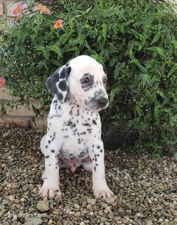 Sam – Dalmatian puppy for sale in Sugarcreek, OH