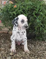 Sam, a male Dalmatian for sale in Sugarcreek, OH – 1 of 6
