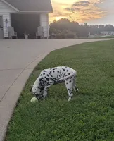 Sadie, a female Dalmatian for sale in Sugarcreek, OH – 3 of 7