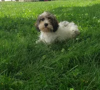 Daisy, a female Cavapoo for sale in Sugarcreek, OH – 3 of 5