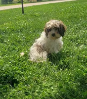 Daisy, a female Cavapoo for sale in Sugarcreek, OH – 5 of 5