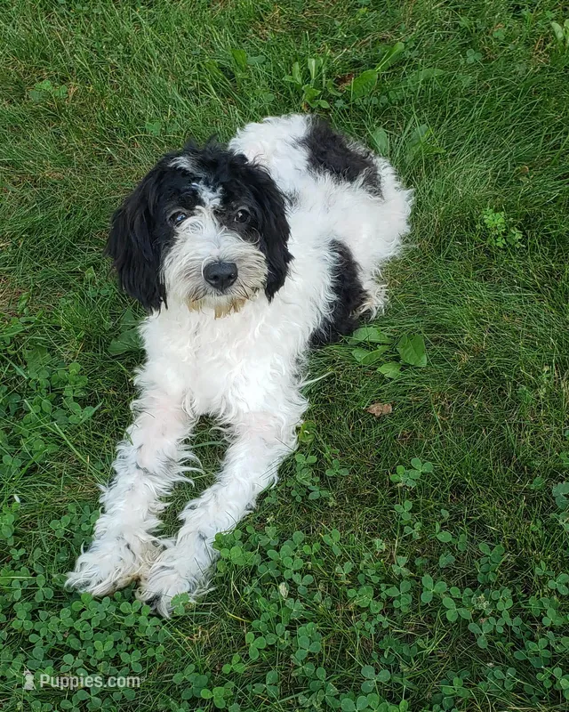 Marley – Cavapoo puppy for sale in Sugarcreek, OH