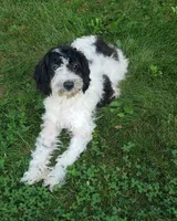 Marley, a male Cavapoo for sale in Sugarcreek, OH – 1 of 3