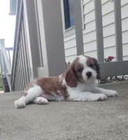 Gus, a male Cavalier King Charles Spaniel for sale in Sugarcreek, OH – 2 of 2