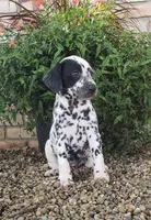 Spot, a female Dalmatian for sale in Sugarcreek, OH – 4 of 4