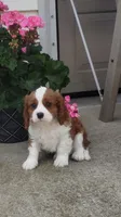 George, a male Cavalier King Charles Spaniel for sale in Sugarcreek, OH – 3 of 3