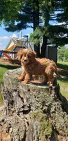 Handsome, a male Cavapoo for sale in Sugarcreek, OH – 5 of 10