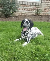 Spot AKC, a female Dalmatian for sale in Sugarcreek, OH – 3 of 9
