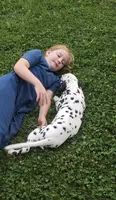 Sadie, a female Dalmatian for sale in Sugarcreek, OH – 4 of 7