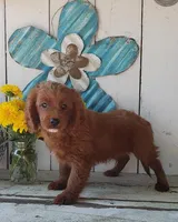 Leo, a male Cavapoo for sale in Sugarcreek, OH – 5 of 5