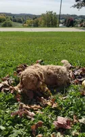 KitKat, a female Cavapoo for sale in Sugarcreek, OH – 3 of 6