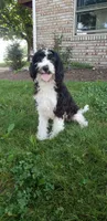 Max, a male Cavapoo for sale in Sugarcreek, OH – 4 of 4