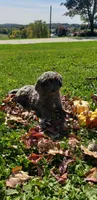 Twix, a male Cavapoo for sale in Sugarcreek, OH – 2 of 7