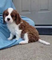 George, a male Cavalier King Charles Spaniel for sale in Sugarcreek, OH – 1 of 3