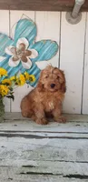 Levi, a male Cavapoo for sale in Sugarcreek, OH – 6 of 6
