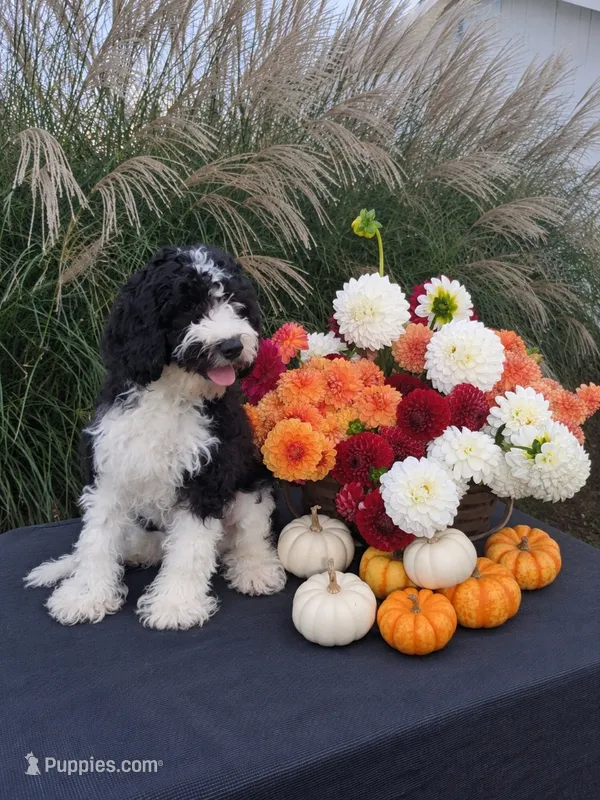 Max – Cavapoo puppy for sale in Sugarcreek, OH