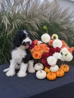 Max, a male Cavapoo for sale in Sugarcreek, OH – 1 of 5