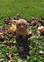 KitKat, a female Cavapoo for sale in Sugarcreek, OH – 5 of 6